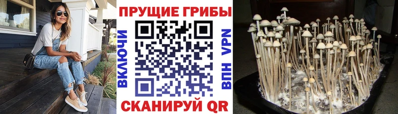закладки  ОМГ ОМГ зеркало  Галлюциногенные грибы MAGIC MUSHROOMS  нарко площадка как зайти  Богданович 